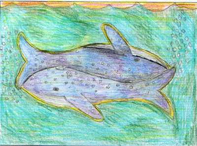 whale drawing