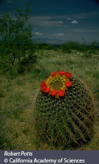 cold desert vegetation