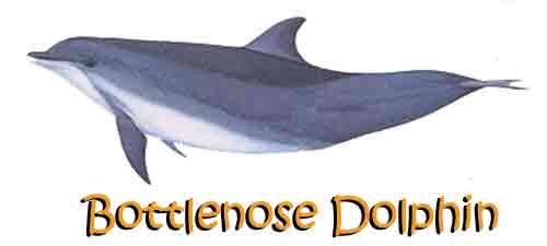 bottlenose dolphin facts