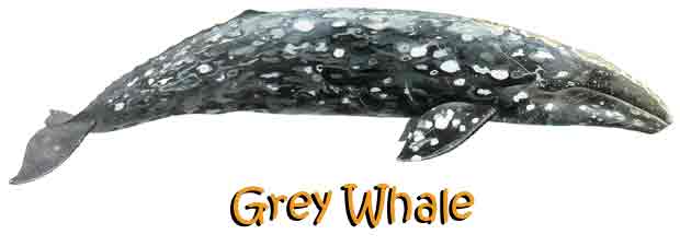 gray whale