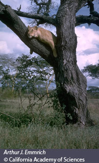 lion in acacia tree