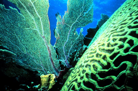 coral reef plankton