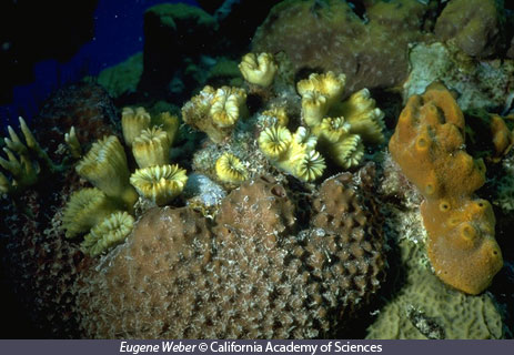 coral reef plankton