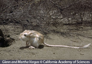 temperate desert human adaptation