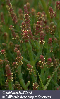 vegetation in estuaries