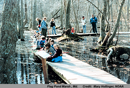 freshwater swamps