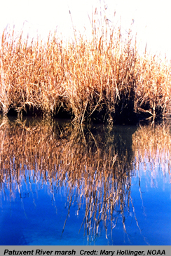 wetland animals and plants for kids