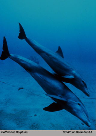 dolphins