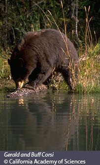 How Do Animals Adapt to the Temperate Rainforest?