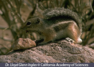 temperate deciduous forest biome animals