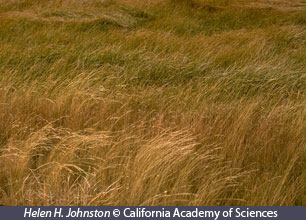 african grassland plants