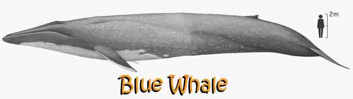 Blue Whale Size Comparison: Discover How Big They Really Are