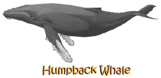 humpback whale breaching clipart