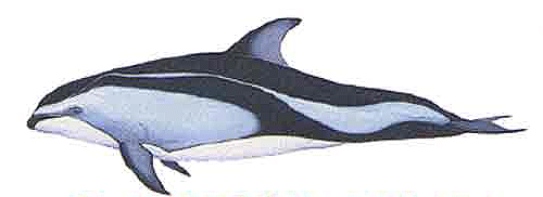pacific white sided dolphin